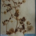 Clematis brevipes Otro