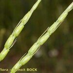 Aegilops ventricosa Kita