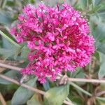 Valeriana lecoqii फूल