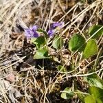 Viola adunca Leaf