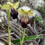 Ophrys lupercalis Fula