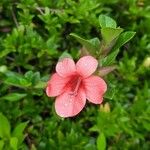 Barleria repens Flor