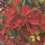 Photinia glabraFolha