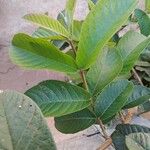 Psidium guajava Leaf