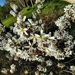Amelanchier × grandiflora Virág