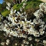 Amelanchier × grandiflora Цвят