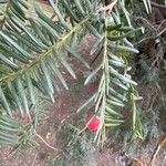 Taxus brevifolia Plod