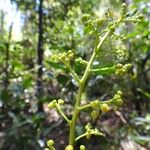 Hugonia racemosa ᱵᱟᱦᱟ