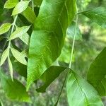 Fraxinus latifolia Leaf