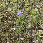 Scabiosa canescensΛουλούδι