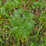 Mutellina purpurea Leaf