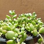 Cotyledon pendens Hoja