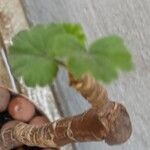 Pelargonium × hybridumLeaf