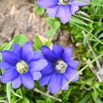 Gentiana pyrenaica Blomma