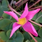 Oxalis purpurea Flor