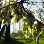 Ulmus laevis Ffrwyth