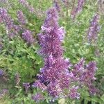 Nepeta grandiflora Flor