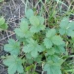 Potentilla anglica पत्ता