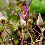 Clematis integrifolia Агульны выгляд