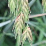 Bromus catharticus Frukt