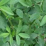 Medicago sativa ഇല