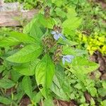 Ecbolium viride Flower