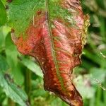 Rumex aquaticus পাতা