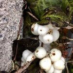 Symphoricarpos albus 果實