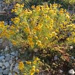 Helenium amarum Flower