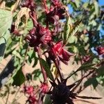 Hibiscus sabdariffa Blomma