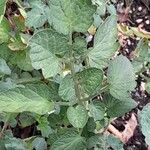 Solanum lycopersicum Blatt