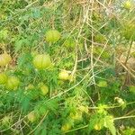 Cardiospermum halicacabum Vaisius