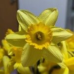 Narcissus jonquillaFlower