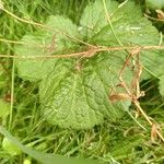 Primula matthioli Bark