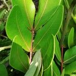 Albizia glaberrima Leaf
