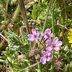 Erodium laciniatum Cvet