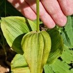 Epipactis helleborine Blad