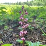 Pyrola asarifolia Blomma