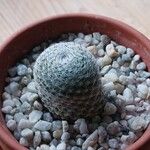 Mammillaria hahniana Flower