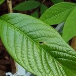 Asimina triloba Blad