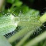Panicum miliaceum Otro