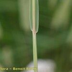 Phleum phleoides Bark