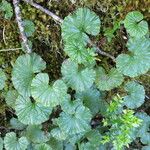 Gunnera magellanica आदत