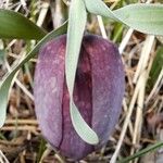 Fritillaria tubaeformis Õis