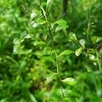 Citrus australasica Leaf