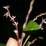 Petiveria alliacea Flower
