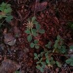Trifolium glomeratum Blodyn
