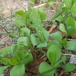 Cerinthe majorBlatt