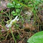 Moneses uniflora Flower