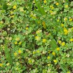 Trifolium dubium Fiore